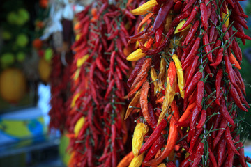Red and yellow hot chili peppers hung to dry, Italy