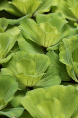 Colorful duckweed.