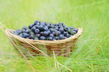Fototapeta na wymiar Black berries in the basket
