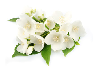 Fototapeta premium White flowers of jasmine