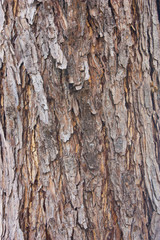 Bark texture