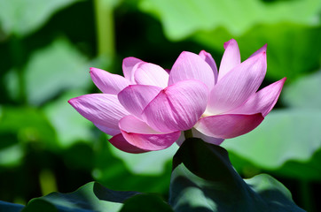 Obraz premium 蓮の花