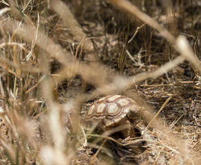 Young Sulcata Tortoise