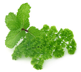 Fresh parsley with mint leaves