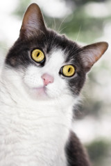 Naklejka na ściany i meble Peeking grey and white cat