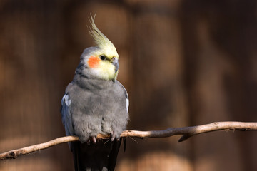 Closeup of Cockatiel bird