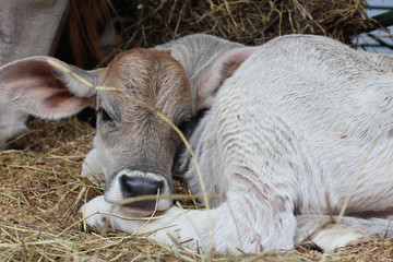Pretty calf © javy