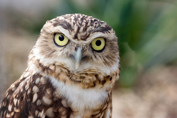 Fototapeta premium Burrowing Owl portrait