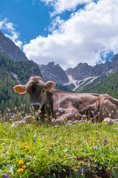 Kuh liegt auf der Alm, einzelne Kuh auf der Wiese bei schoenem Wetter mit Bergen im Hintergrund 