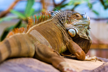 Orange colored Green Iguana resting