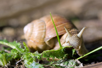 Roman snail eating green leaf