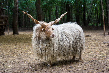 Obraz premium Hungarian 'racka' sheep