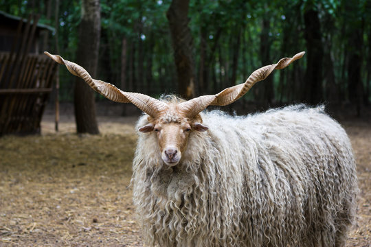 Hungarian 'racka' sheep