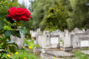 Rose in cemetery