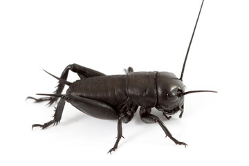 Cricket isolated on white