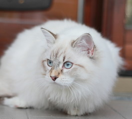 Fototapeta premium Siberian race,kitten neva masquerade type