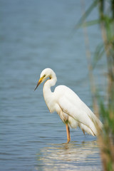 Great Egret