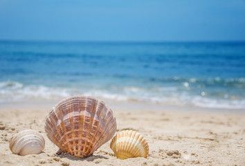Seashells on a beach