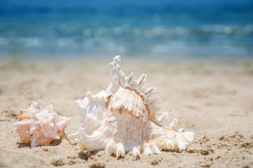 Obraz na płótnie Canvas Seashells on a beach