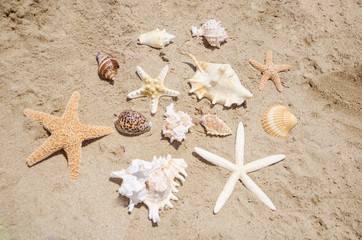Starfishes and seashells on a beach