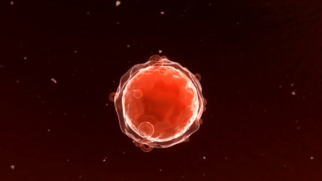 Oocyte_009