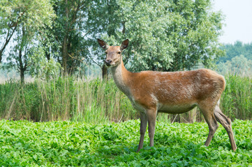 Female deer in nature