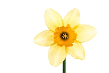 Crédence de cuisine en verre imprimé Narcisse Close-up de jonquille jaune isolé sur blanc