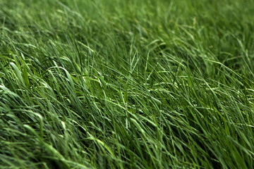 Fresh green grass of a meadow