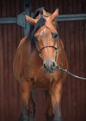 portrait of wonderful bay  arabian horse.