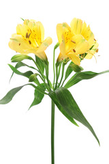 Yellow alstroemeria isolated on white background