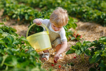 Little child on organic strawberry farm