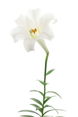 White lily isolated on white background
