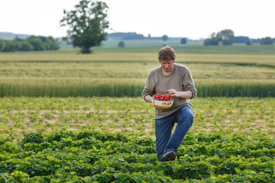 Young man on organic strawberry farm