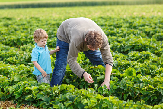 Young man and his son on organic strawberry farm