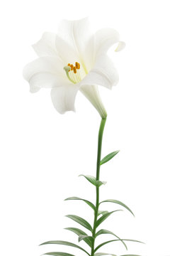 Fototapeta White lily isolated on white background