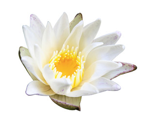 White lotus