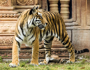 Fototapeta na wymiar Tygrys bengalski przez Indian Structure