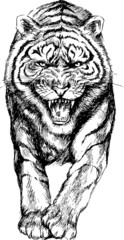 hand drawn tiger