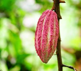 Ripe cacao bean on the wood