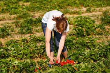 Fototapeta premium Young woman on organic strawberry farm