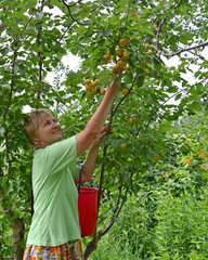 The woman collects apricots on a country section