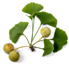 Ginkgo Biloba Fruit