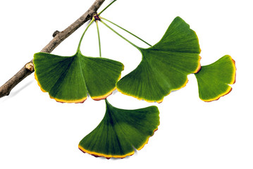 Ginkgo Biloba Leaves