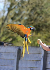 ara ararauna © joël BEHR