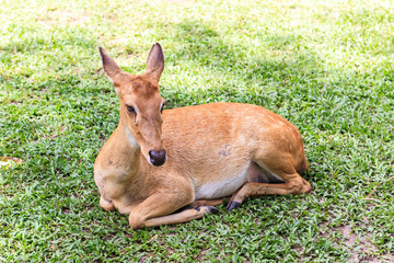 female antelope on ground
