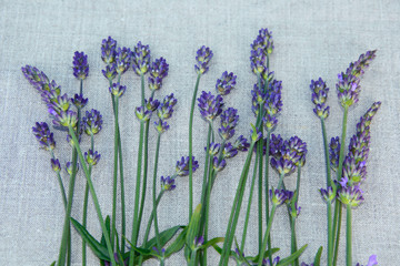 Drying lavender