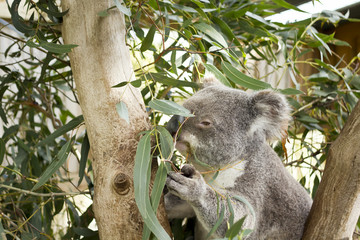 Koala eating eucalyptus