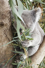 Fototapeta premium Koala and his eucalyptus