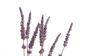 Lavendel