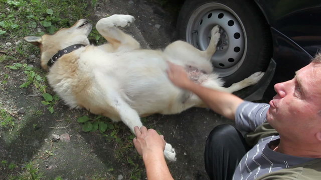The owner stroking belly dog that lies on her back very happy